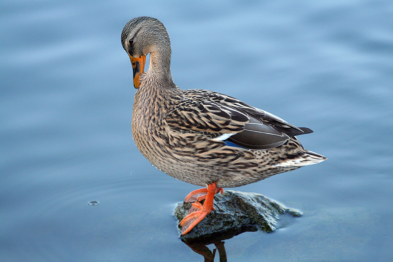 Ente beim Schick machen :)