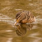 Ente beim schnäbeln