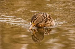 Ente beim schnäbeln