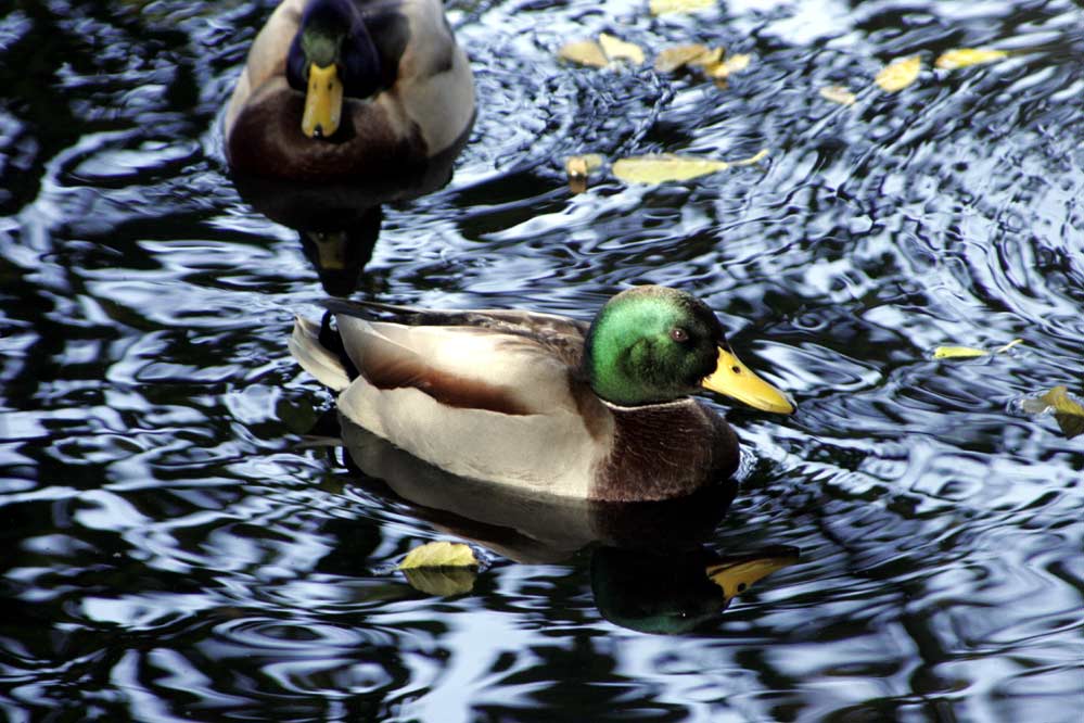 Ente beim Sonnen