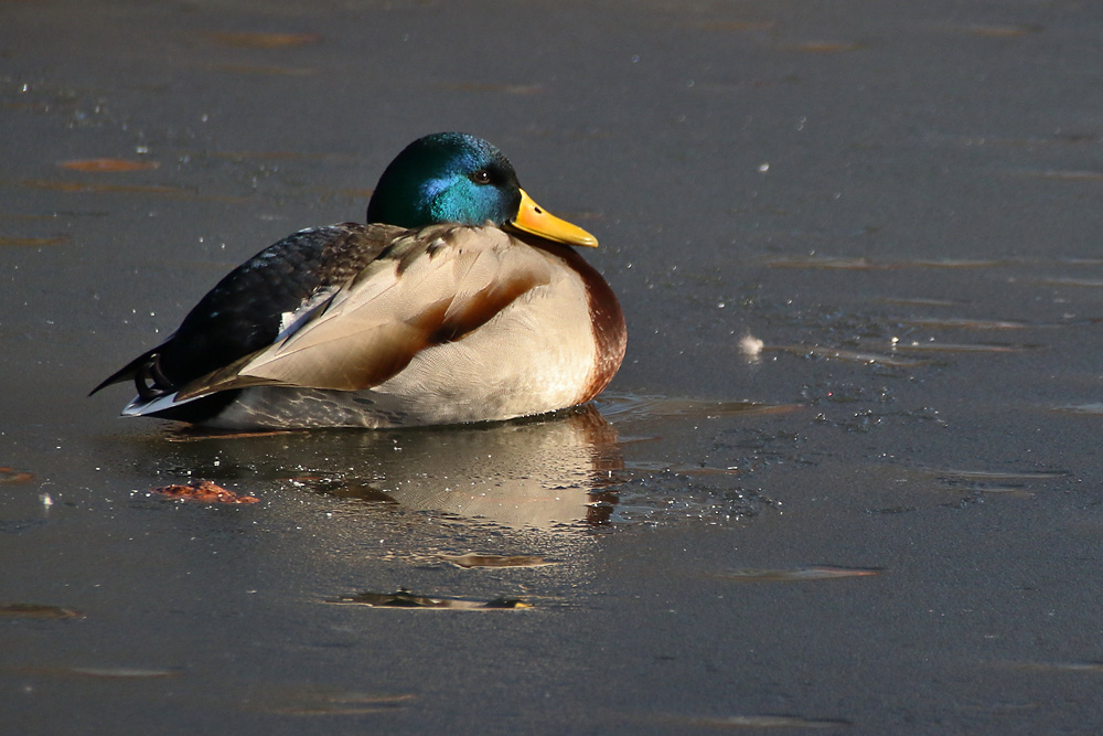 Ente beim Sonnen-Eis-tanken