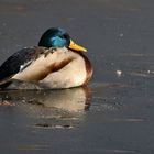 Ente beim Sonnen-Eis-tanken