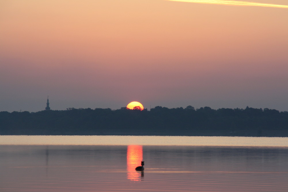 Ente beim Sonnenaufgang