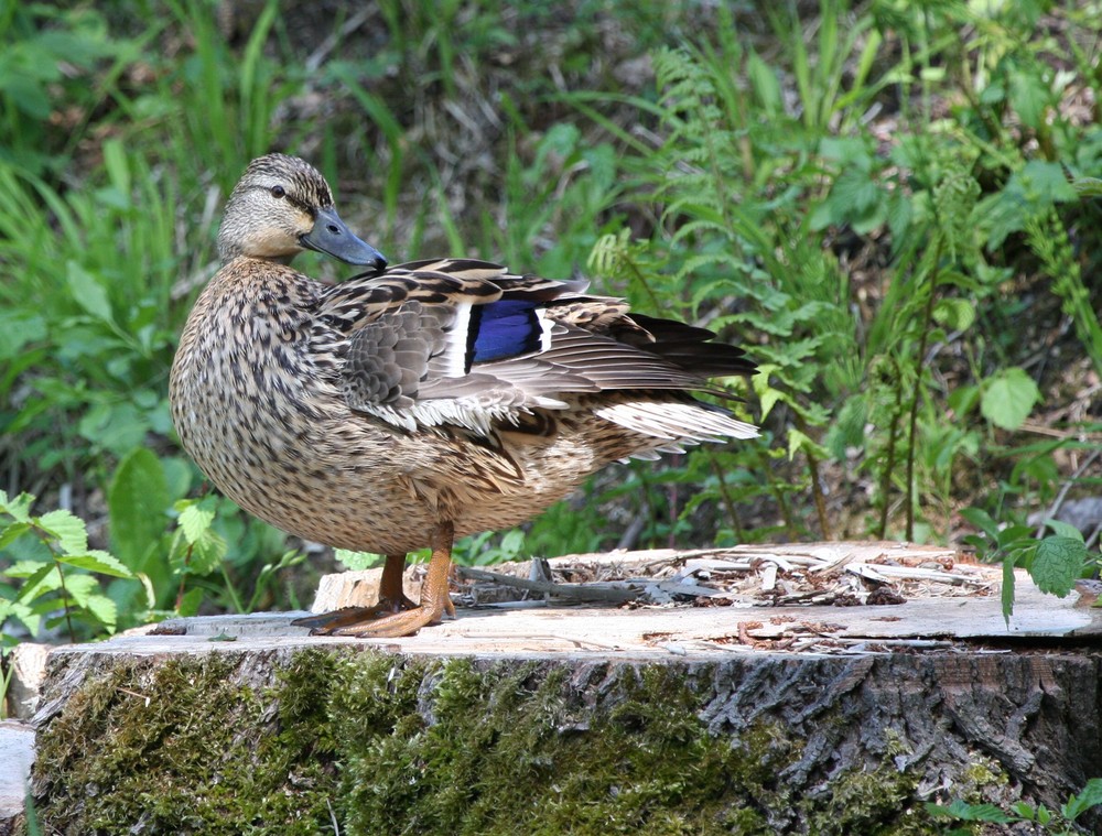 Ente beim Sonnenbad