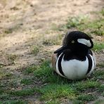 ente beim sonnenbad