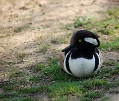 ente beim sonnenbad