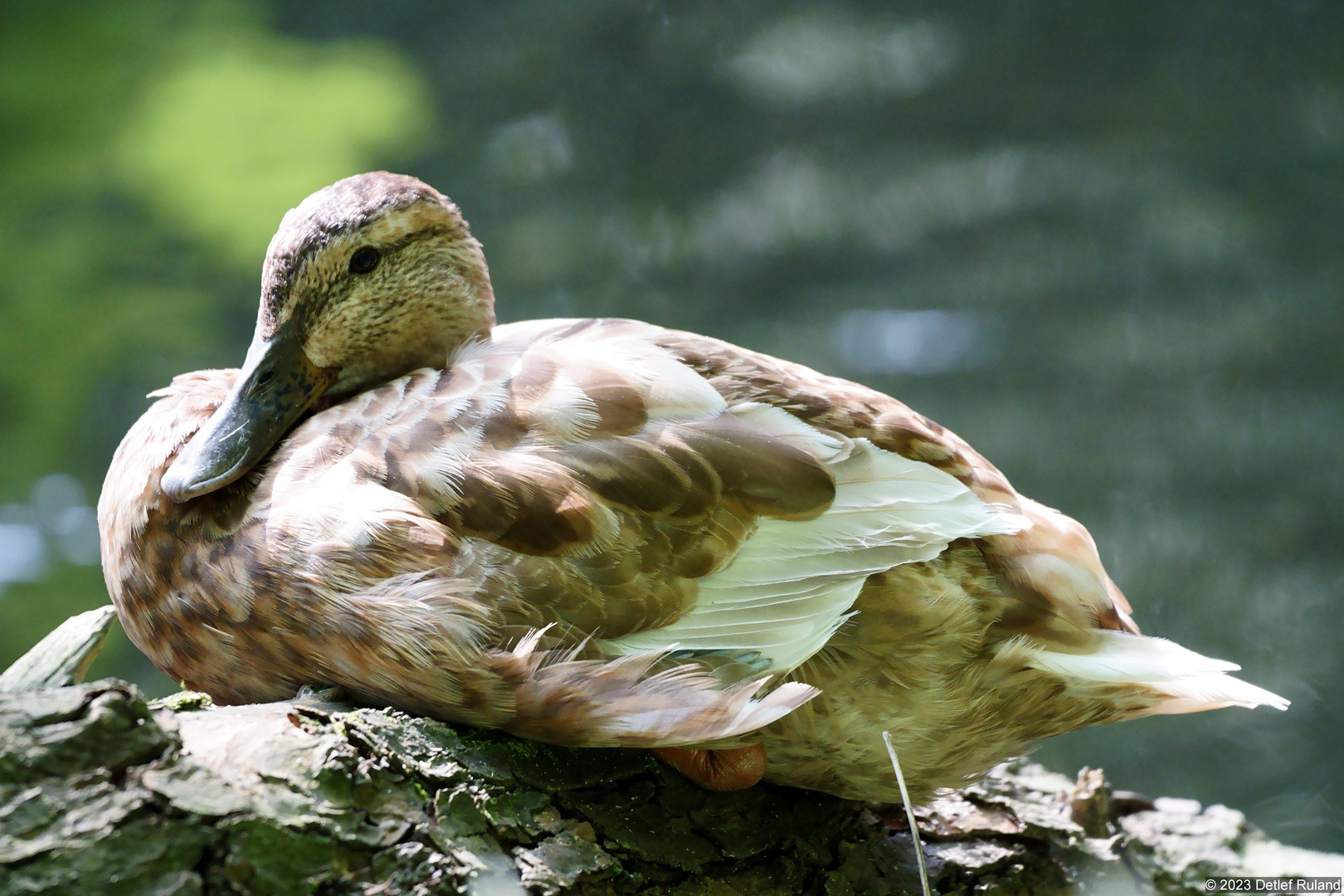 Ente beim Sonnenbaden 