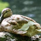 Ente beim Sonnenbaden 