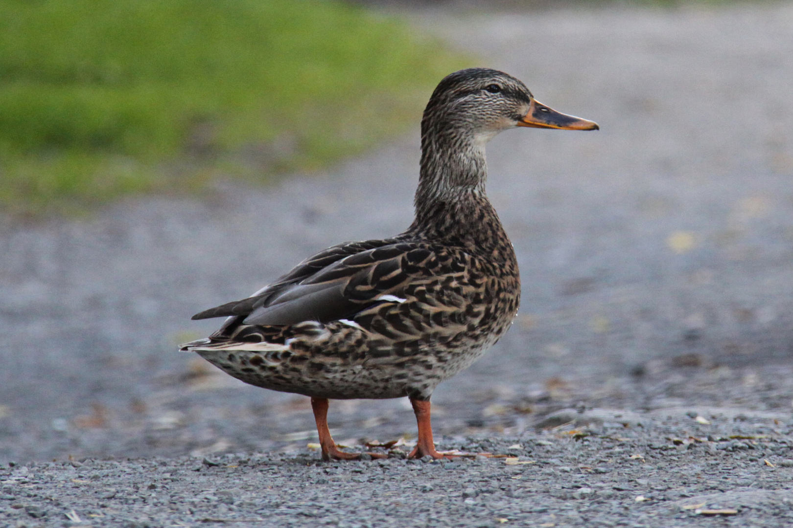 Ente beim spazieren