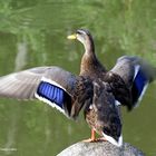 Ente beim Sport