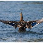 Ente beim Stretching