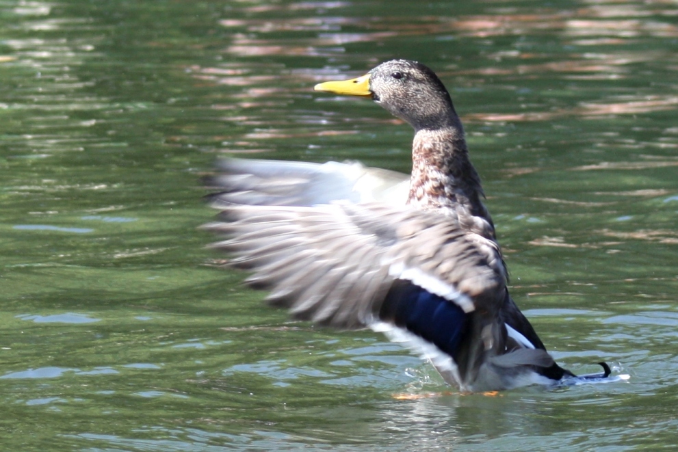 Ente beim Stretching