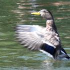 Ente beim Stretching