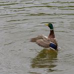 Ente beim Stretching I