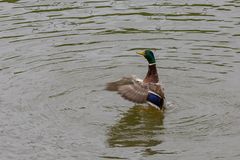 Ente beim Stretching I