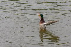 Ente beim Stretching II