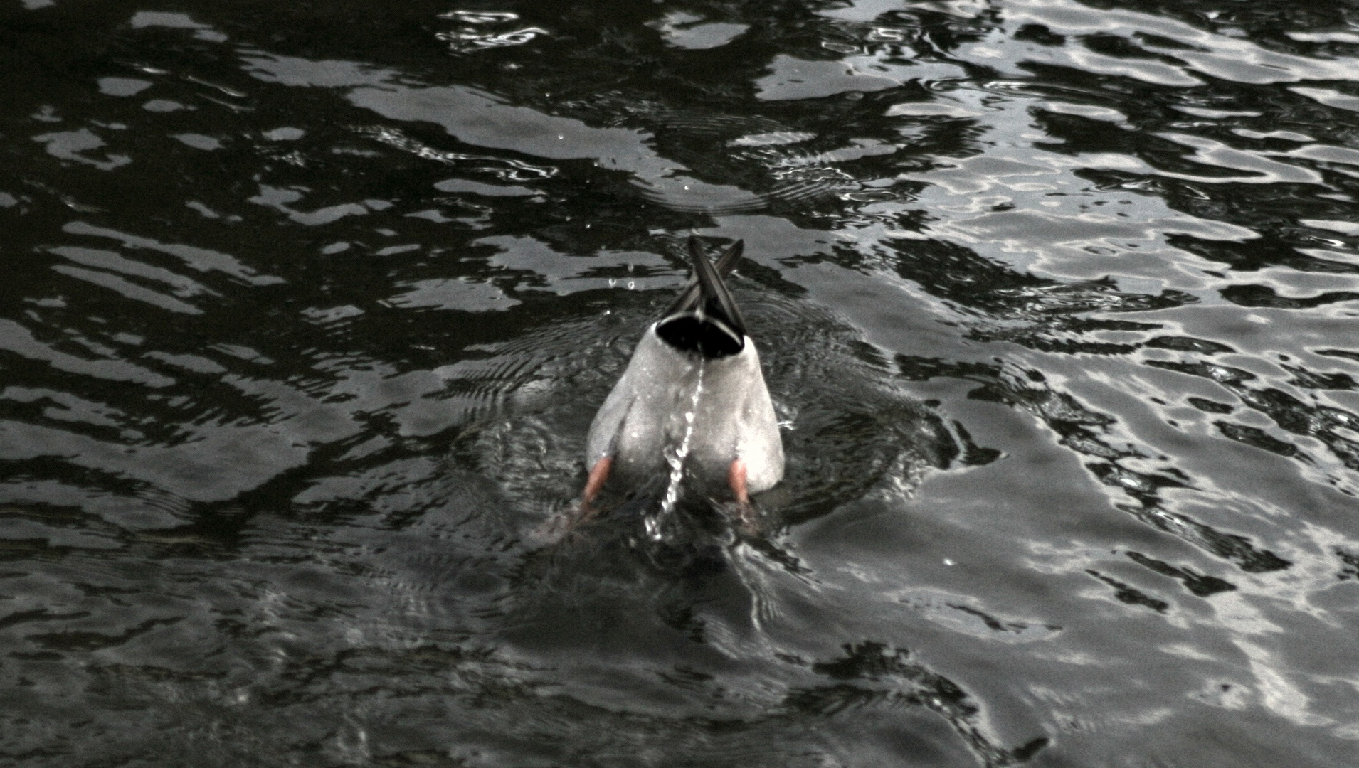 ente beim tauchen