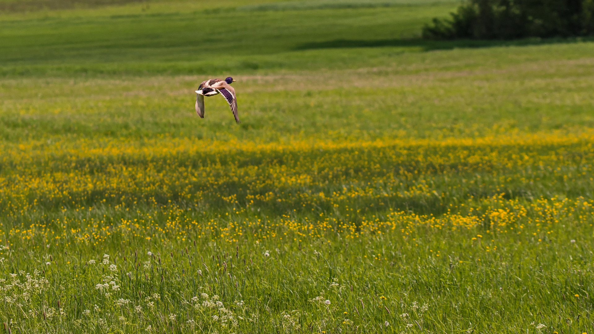 Ente beim Tiefflug