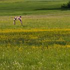 Ente beim Tiefflug