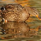 Ente beim trinken im Sonnenschein