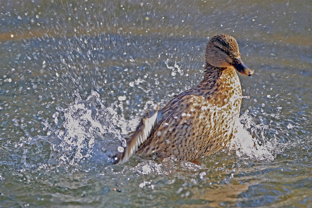 Ente beim Waschen