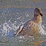 Ente beim Waschen