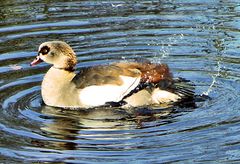 Ente beim Wasserbad