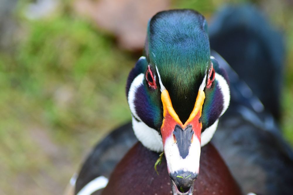 Ente bunt