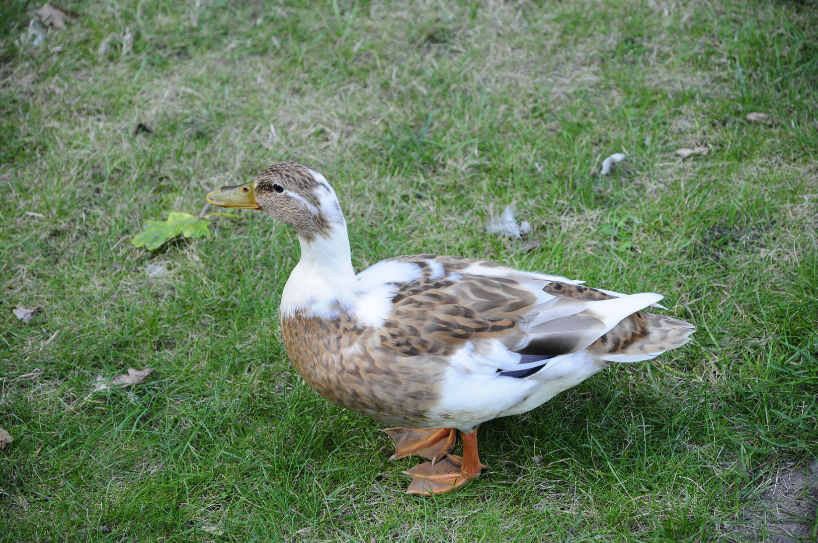 Ente Foto & Bild bremen, outdoor, natur Bilder auf