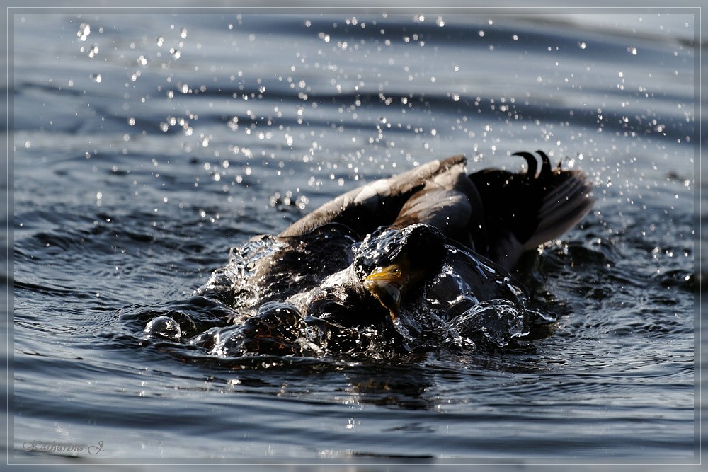 Ente Foto & Bild tiere, wildlife, wild lebende vögel Bilder auf