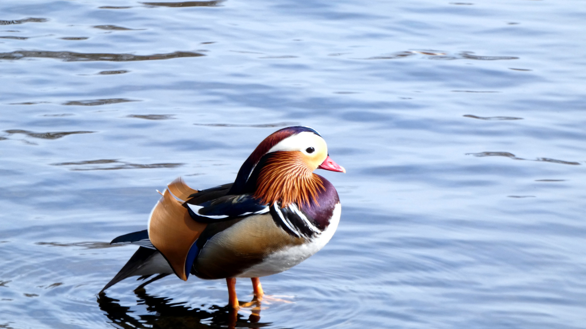 Ente Caputh