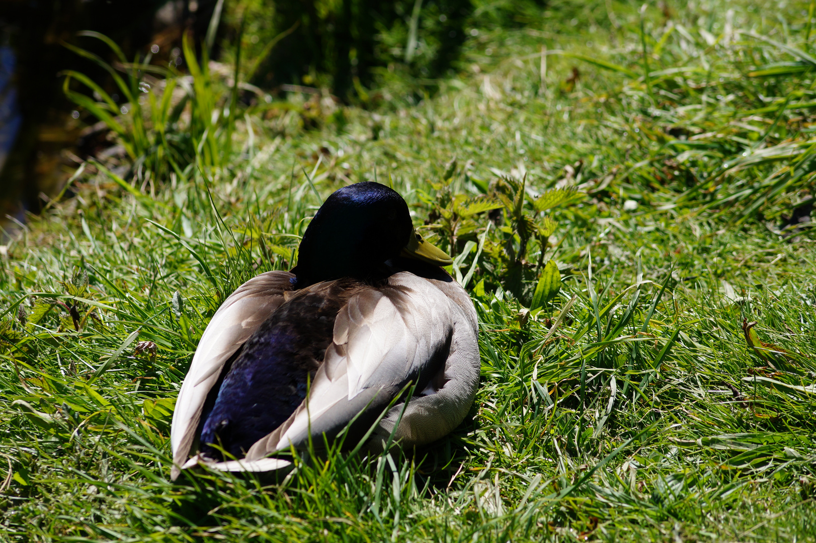 Ente chillt