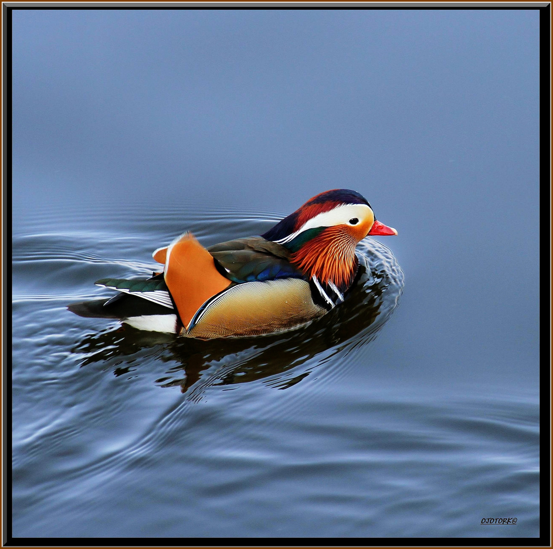 Ente cross oder Ente mandarin