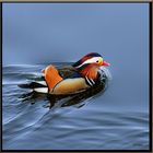 Ente cross oder Ente mandarin