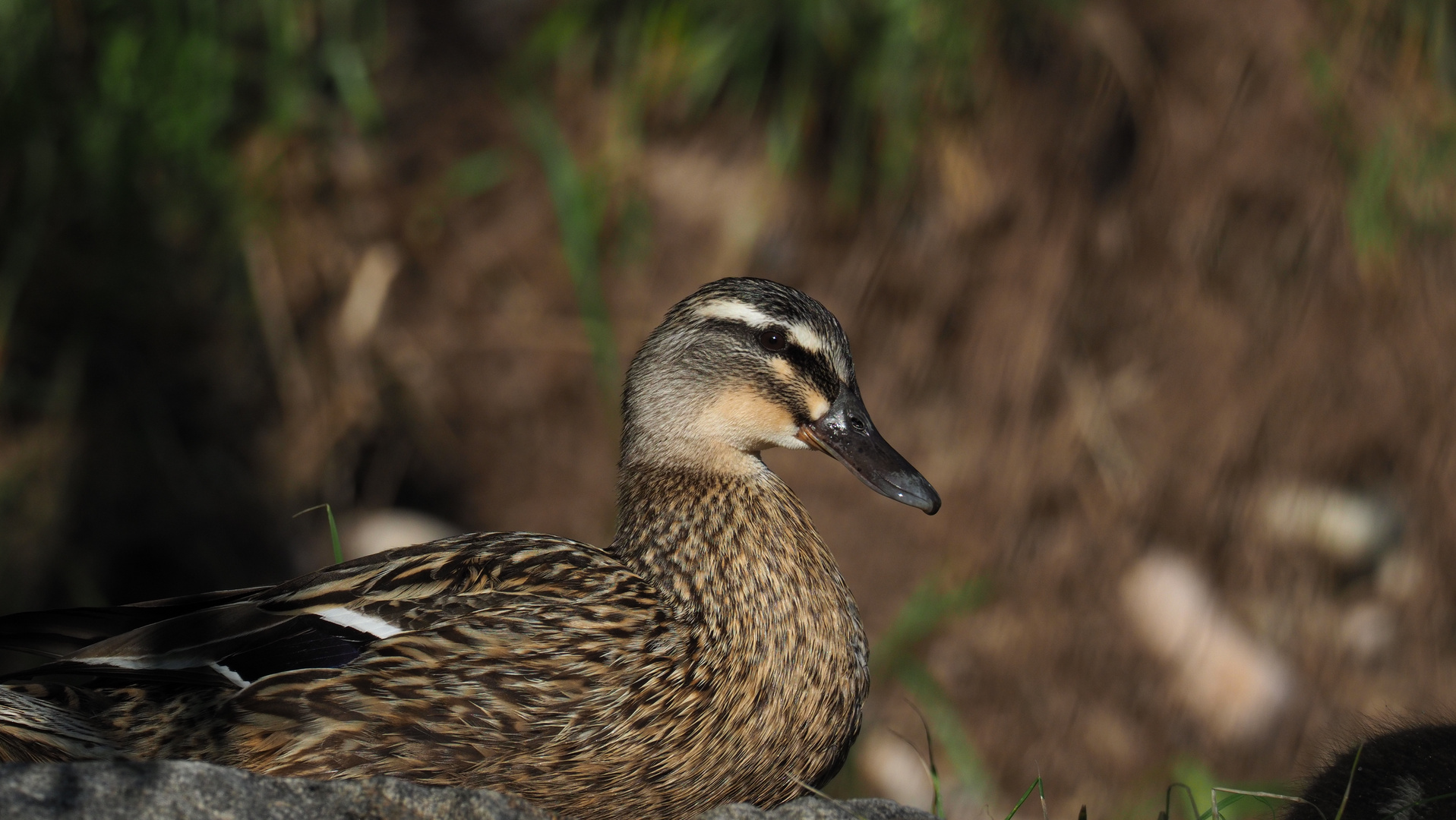Ente Foto & Bild wasser, natur, fluss Bilder auf