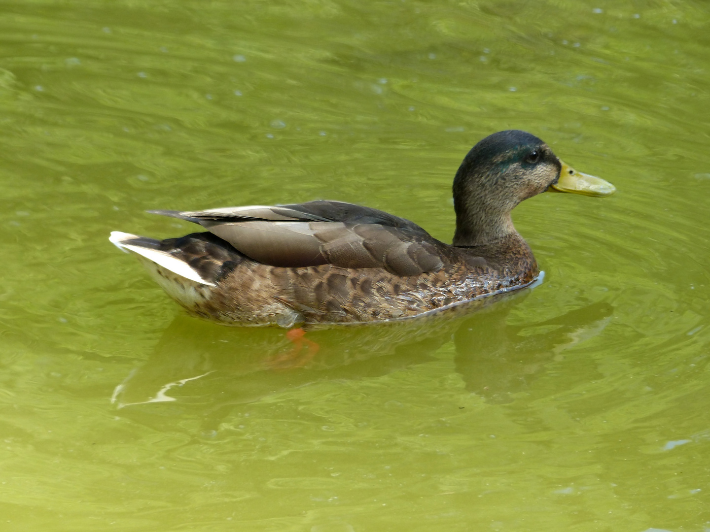 Ente