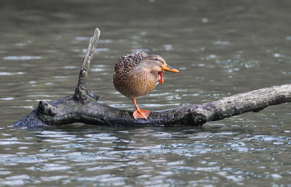 Ente die auf einem Bein steht und sich wie ein Hund hinter dem Ohr