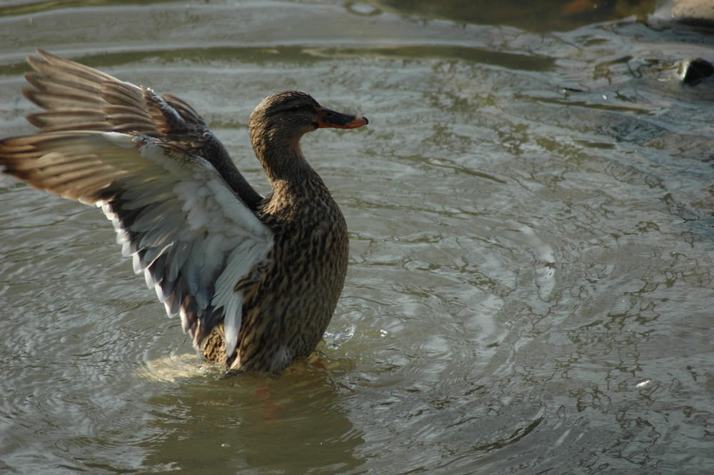 Ente die zweite