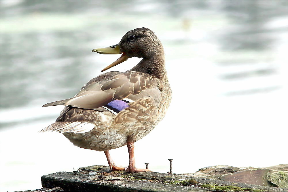 Ente, die zweite