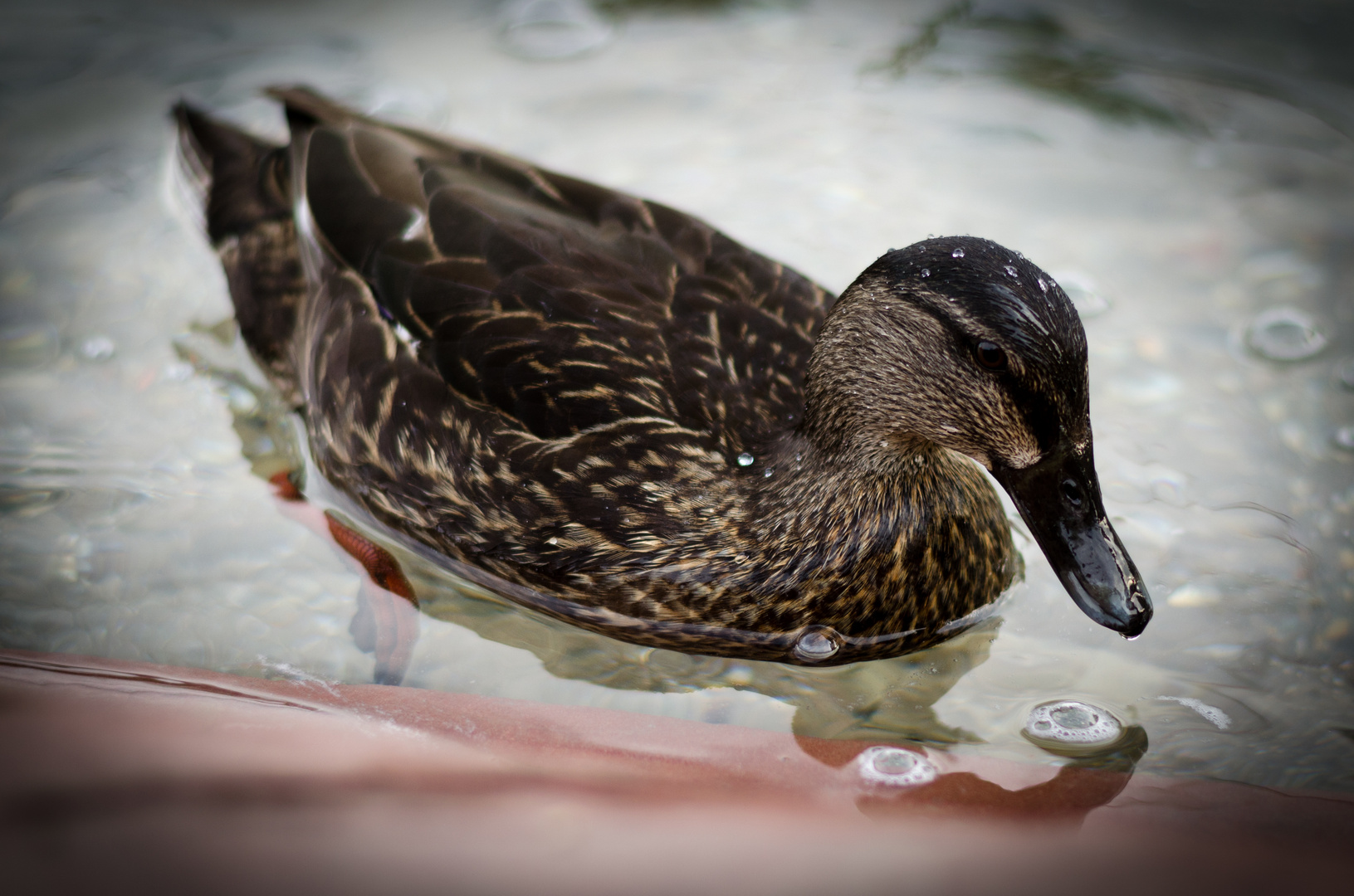 Ente Donald