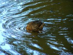 Ente dreht ihre Runde