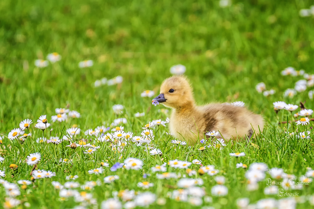 Ente Ente Ente - Gans