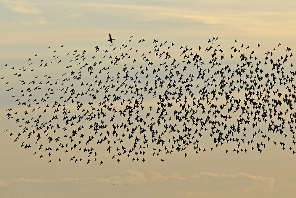 Ente entgegen dem Staren - Strom