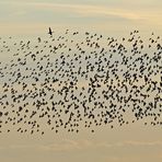 Ente entgegen dem Staren - Strom