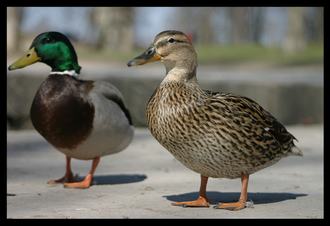Ente & Erpel Foto & Bild tiere, wildlife, wild lebende vögel Bilder