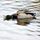 Ente fährt durchs Wasser