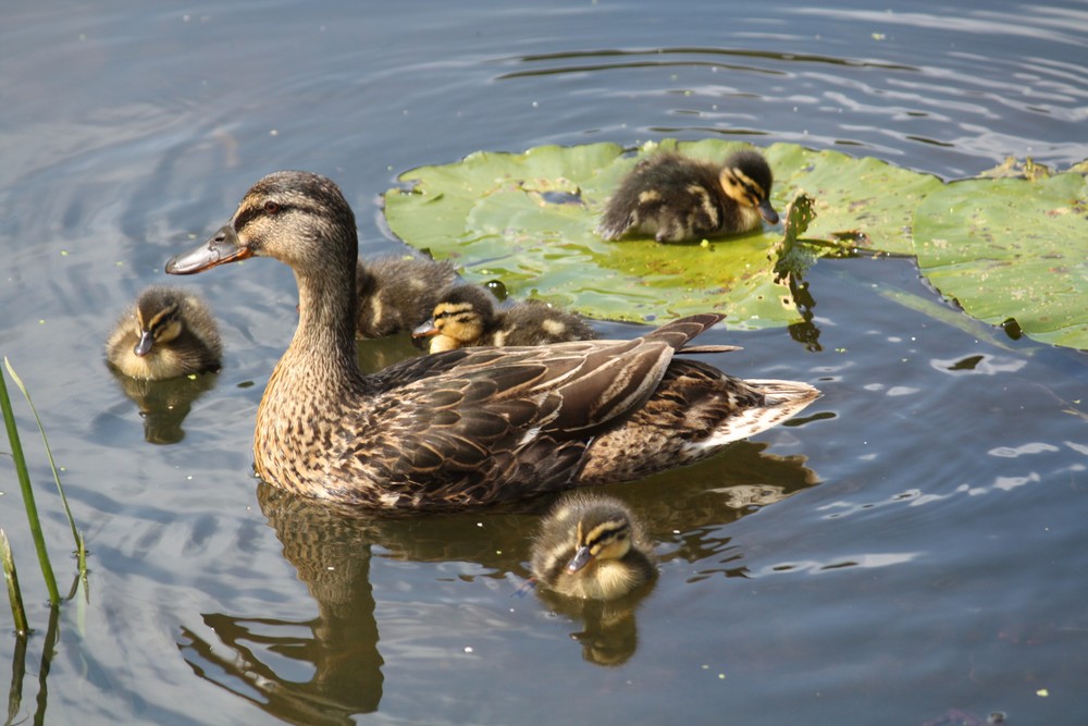 Ente Familie in England