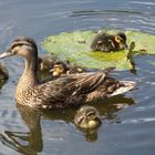 Ente Familie in England