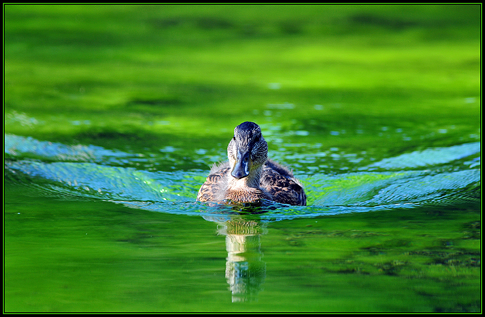 Ente frontal und mittig