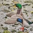 Ente für Federnstudie